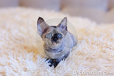 Little kitten Devon Rex cat sitting Stock Photo