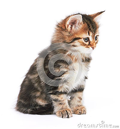 Little Kitten Stock Photo