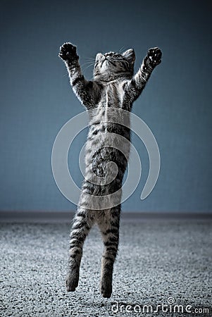 Little kitten jumping Stock Photo