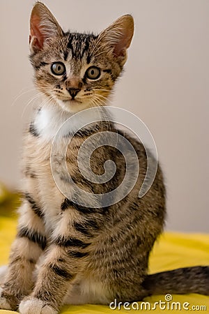 A little kitten is looking at the camera with sweet looks Stock Photo