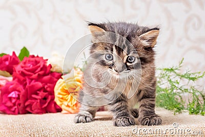 A little kitten near a flower bouquet. Roses for greetings with Stock Photo