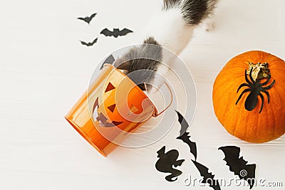 Little kitten playing with Jack o lantern candy pail on white background with pumpkin, bats and spider decorations, celebrating Stock Photo