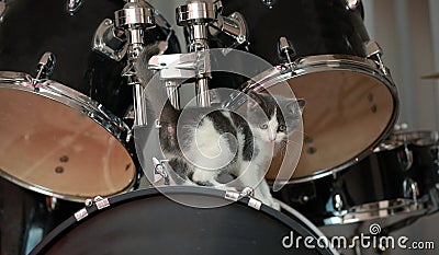 little kitten stands on the drums. percussion instruments.drums on black background Stock Photo
