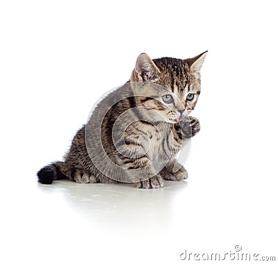 Little kitten striped british washing fur Stock Photo