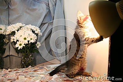 Kitten and lantern, mirror, flowers. Stock Photo