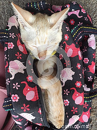 little kitten tucked into a handbag Stock Photo