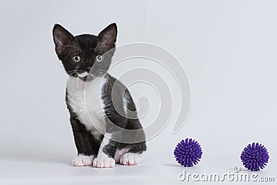 Little kitten Ural Rex sits and looks at the toys isolated on a white background. Color: black bicolor Stock Photo