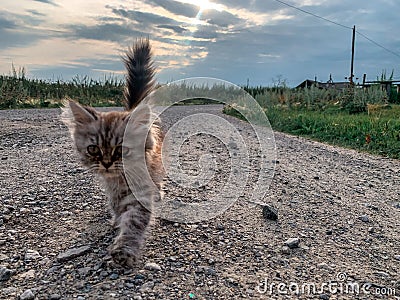 Little kitten walks along the road in the village Stock Photo