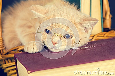 Little kitten wearing glasses Stock Photo