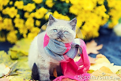 Little kitten wearing pink gray knitting scarf Stock Photo