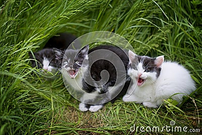 Little kittens in the grass Stock Photo