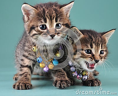 Little kittens with small metal jingle bells beads Stock Photo