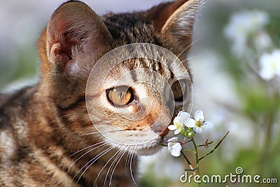 Little kitty in the garden Stock Photo