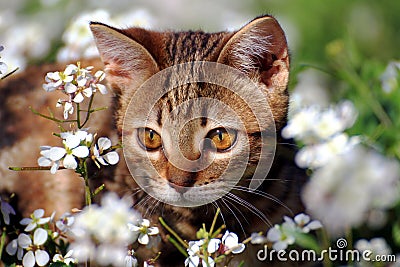 Little kitty in the garden Stock Photo