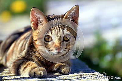 Little kitty in the garden Stock Photo