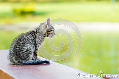 Little kitty Stock Photo