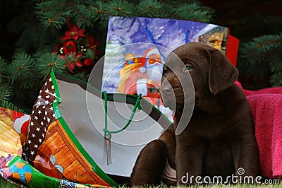 Little labrador at Christmas Stock Photo