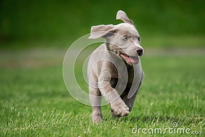 A little labrador puppy is playing outside Stock Photo