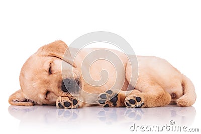 Little labrador retriever puppy dog showing its paws while sleep Stock Photo