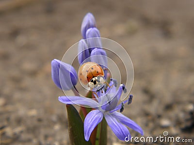 Little ladybug on the flower Stock Photo