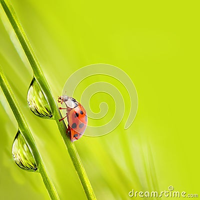 Little ladybug Stock Photo