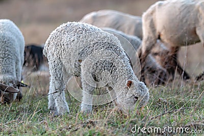 Little lamb grazes in a meadow on a background of a herd of sheep close-up. Against the background of grass. Horizontal Stock Photo