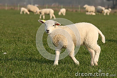 Little lamb looking at you Stock Photo