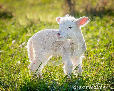 Little lamb Stock Photo