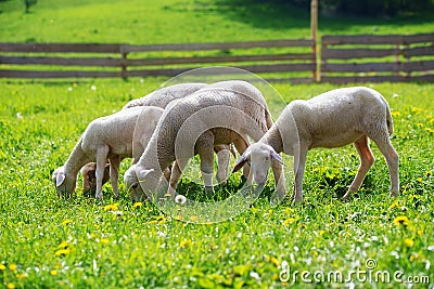 Little lambs grazing on a beautiful green meadow with dandelion. Stock Photo