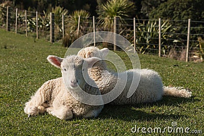 Little lambs resting on grass Stock Photo