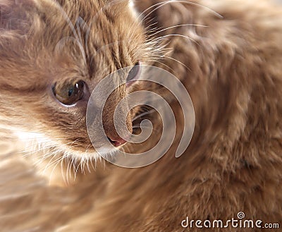 Little lazy cat, domestic cat close up, brown cat portrait Stock Photo