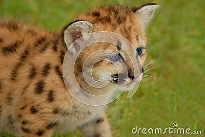 Little Leopard Stock Photo