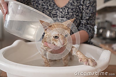 Little light brown baby kitten being bathed by her owner inside a white plastic face washer filled with water in the kitchen of Stock Photo