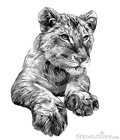 Little lion cub head and paws Vector Illustration