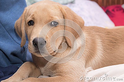 Little lying labrador, golden retriever. Stock Photo