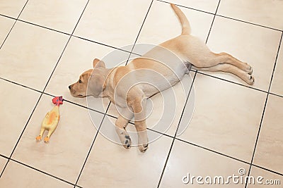 Little lying labrador, golden retriever. Stock Photo