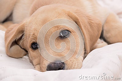 Little lying labrador, golden retriever. Stock Photo