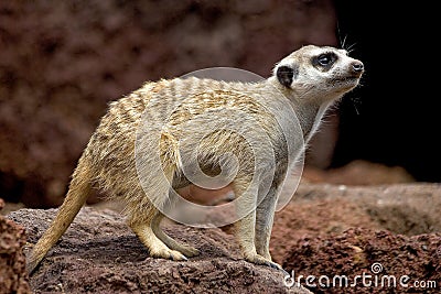 Little mammal Stock Photo