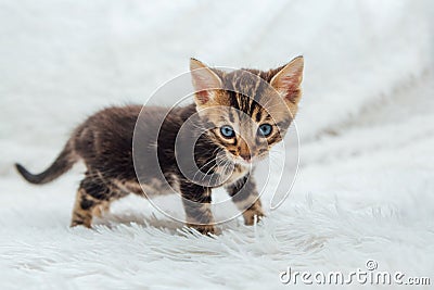 Little marble bengal kitten on the white fury blanket Stock Photo