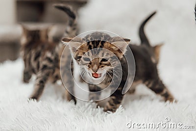 Little marble bengal kitten on the white fury blanket Stock Photo