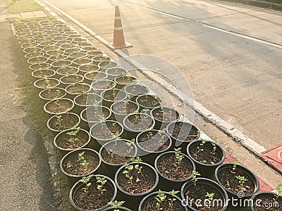 Little Marigold plant in pot Stock Photo