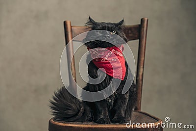 Metis cat is feeling a little tense Stock Photo