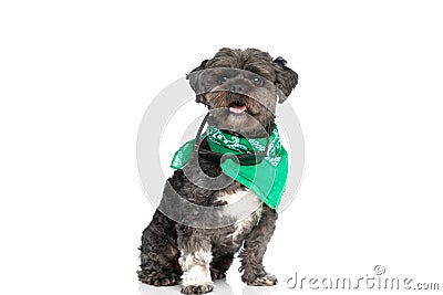 Little metis dog feeling happy, sticking out tongue Stock Photo