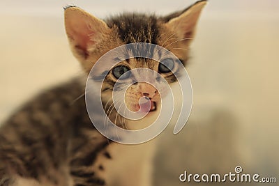 A little mewing tabby kitten Stock Photo