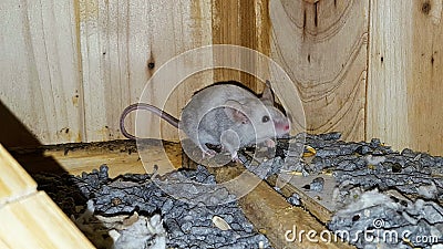 Mice Stock Photo