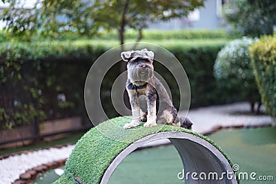 Little mixed breed terrier dog happy sitting on the concrete tub Stock Photo