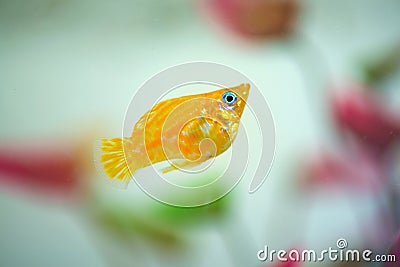 Little Molly fish, Poecilia latipinna in fish tank or aquarium Stock Photo