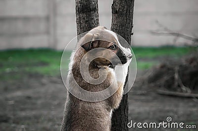 Little mongrel puppy stands next to a tree Stock Photo