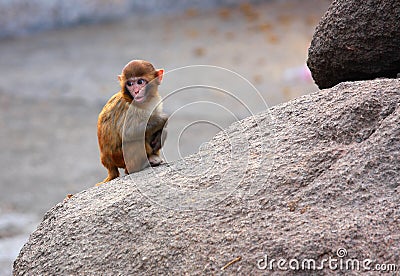 Little monkey Stock Photo