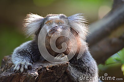 Little monkey Stock Photo